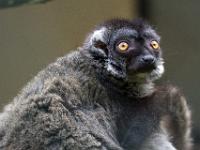 Brauner Maki Lemur